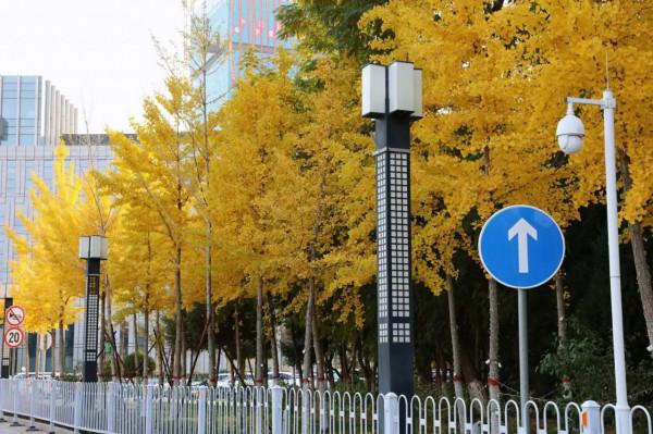 西北塞上江南——秋天