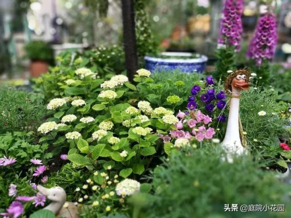 這樣的小院就是我夢想中的花園