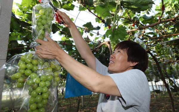 紫輝生態 碩果累累 紫輝生態 碩果累累