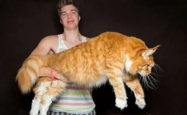 貓大十八變，來看看小眼緬因貓的蛻變史