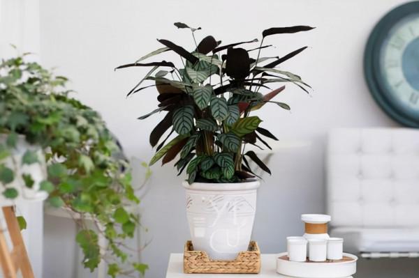 高顏值水培飛羽竹芋，北歐風綠植，適用於客廳書房