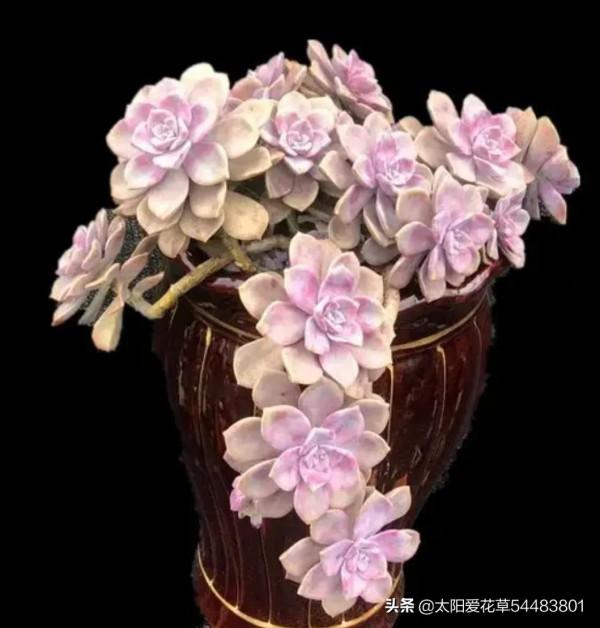 漂亮又好養的7個普貨多肉，新手也能輕鬆養出狀態