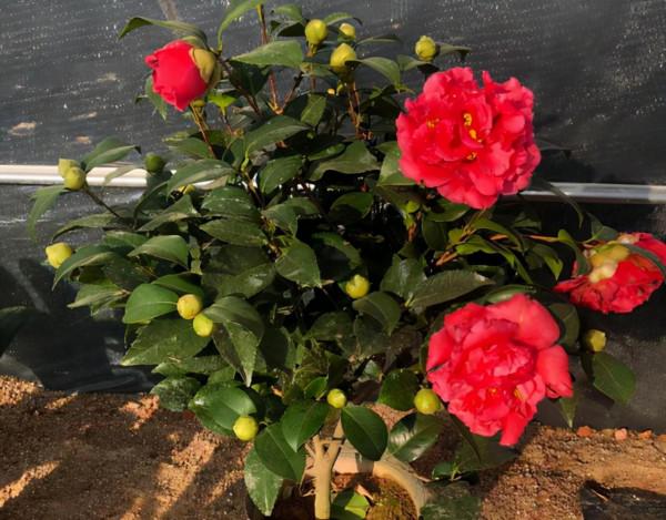 冬季養君子蘭、牡丹該注意什麼？注意把握細節，它們好看又好活