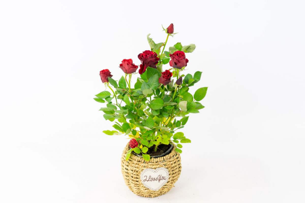 迷你月季3個品種,“陽臺黨”的福音,顏色堪稱紅得像“火焰” 迷你月季3個品種,“陽臺黨”的福音,顏色堪稱紅得像“火焰”