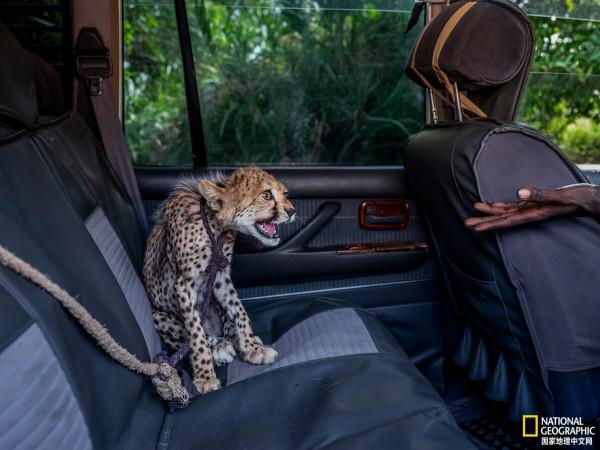 盤點2021年最佳動物照片 盤點2021年最佳動物照片