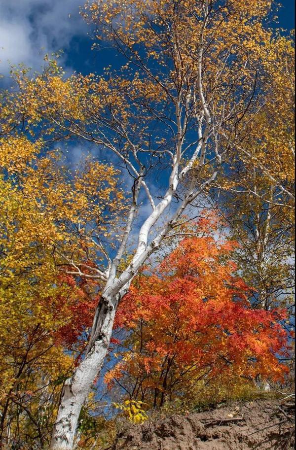 層林盡染的黃崗梁,許你一個秋天的童話 層林盡染的黃崗梁,許你一個秋天的童話