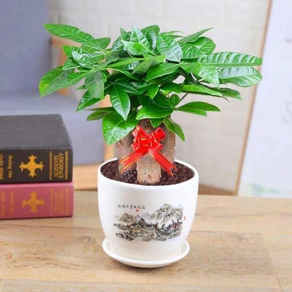 冬季花市最常見的植物哪些怕冷？這裡總結了十多種，你養過嗎