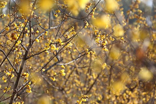 冬日裡的花朵，溫暖了我的心房