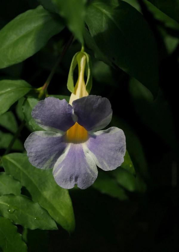 各色的花都開得繽紛絢燦，好像天上降下了一道彩雲