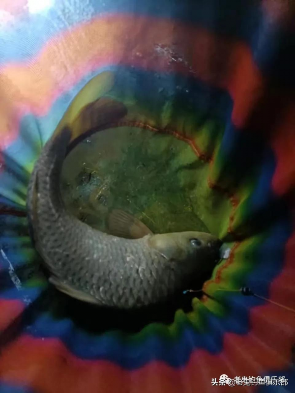 近岸釣流水，老鬼魚餌擒大鯉