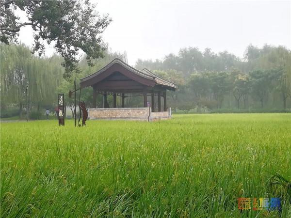 美哭了！不用去雲貴高原，在北京就能欣賞到的超美梯田，還免門票~