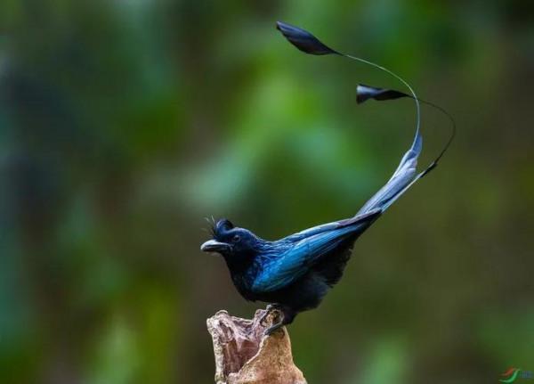 國家二級保護動物——大盤尾