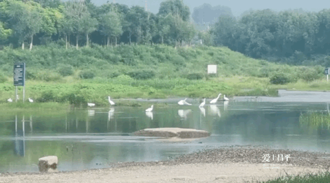 昌平夏末美景專屬地！藍天白雲，水鳥倒映，花田拍照......美不勝收！