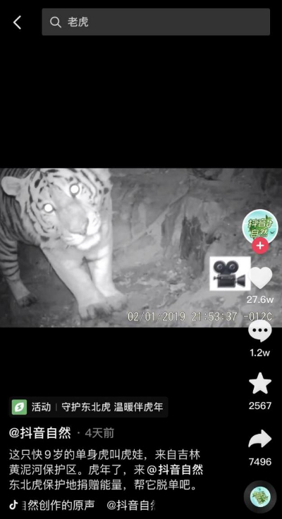照顧幾十只東北虎，她用短影片記下這份“育兒日記”，獲贊1700萬
