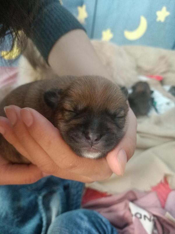 胖乎乎滴小崽崽