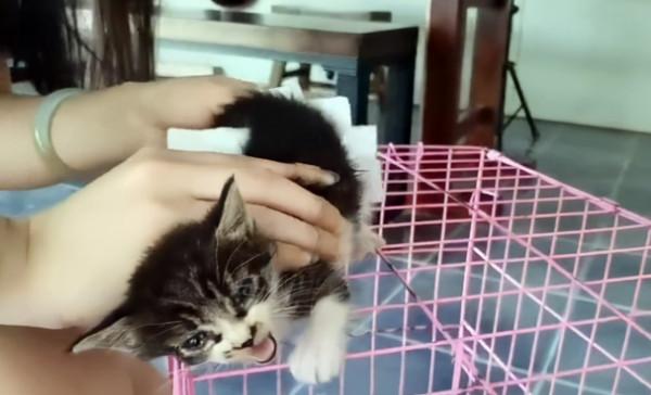 女子撿到一隻小流浪貓,2個小時後母貓找上門:要將小貓歸還嗎? 女子撿到一隻小流浪貓,2個小時後母貓找上門:要將小貓歸還嗎?