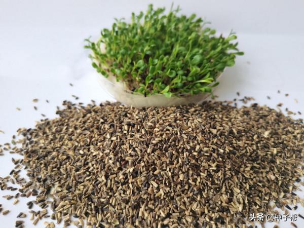 河南養雞種什麼牧草？一畝地能養多少隻雞？答案來了