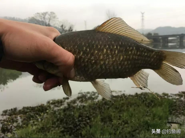 關於傳統釣的二三事：釣餌不止蚯蚓，蘸小米也能爆護啊