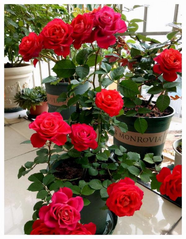 5種花“漂亮花”,十月大降價,便宜也別買,白白浪費錢 5種花“漂亮花”,十月大降價,便宜也別買,白白浪費錢