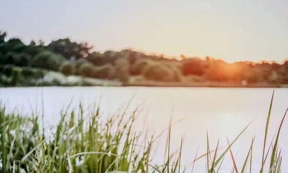 呼德淖爾的疣鼻赤麻鴨 | 每日好詩