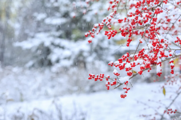 冬至 | 正在消失的「數九」風俗,為何惹愛酒人羨慕? 冬至 | 正在消失的「數九」風俗,為何惹愛酒人羨慕?