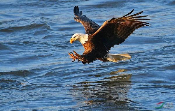 夏日阿拉斯加（紀錄片）