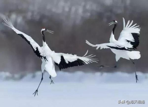 仙鶴飛天,驚豔絕倫實在太美了,難得一見 仙鶴飛天,驚豔絕倫實在太美了,難得一見