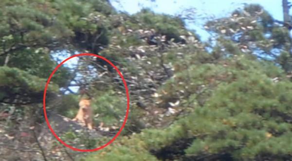 江西多人看見野生華南虎，為何專家還說它們滅絕了？問題出在哪？