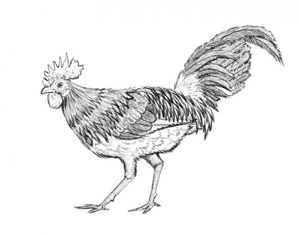 雲南六大名雞,哪隻是你們家鄉的? 雲南六大名雞,哪隻是你們家鄉的?