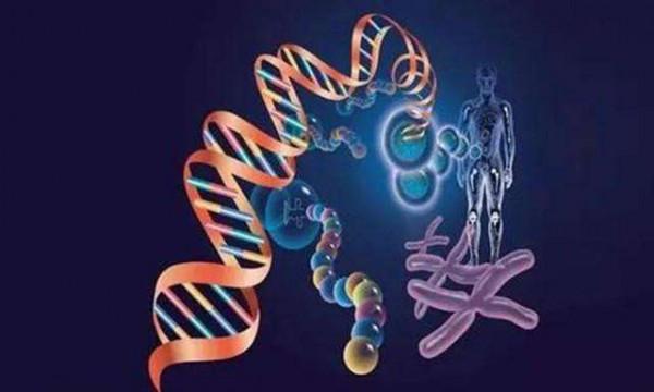 未來人類能肢體再生？像壁虎一樣斷手斷腳都不怕，這是真的嗎？