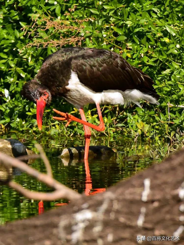 「百將文化」徐永新攝影 | 國家一級保護動物 「百將文化」徐永新攝影 | 國家一級保護動物