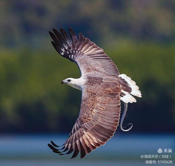 鳥類空中的戰鬥機&mdash;&mdash;白腹海雕