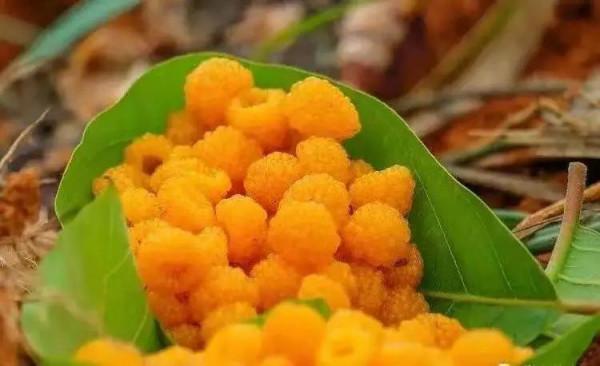 雲南的各種奇葩水果，吃法獨特，我還能叫出17種，都認識算你厲害