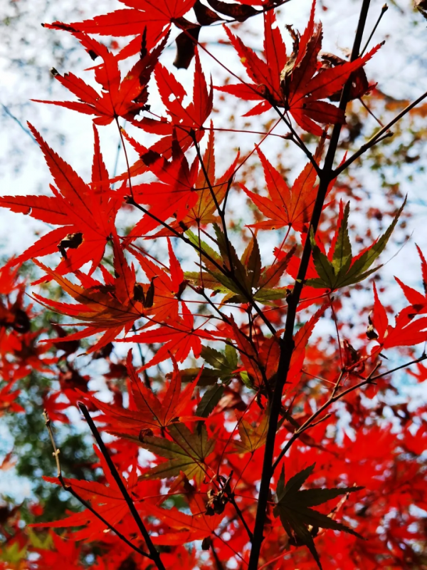 《12月限定丨國內旅行目的地指南》