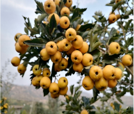 一畝田釋出水果新品種報告：紅肉蘋果、粉紅菠蘿等22個新品種入選