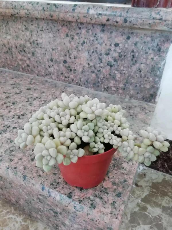 丸葉姬秋麗是多肉界的“潛力股”,不比貴貨差 丸葉姬秋麗是多肉界的“潛力股”,不比貴貨差