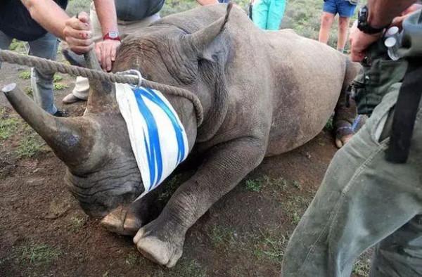 把犀牛吊起來後，拿了諾貝爾獎？