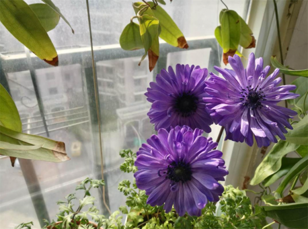 花葉發黃應該怎麼辦？從5個方面做出調整，十有八九能挽救回來