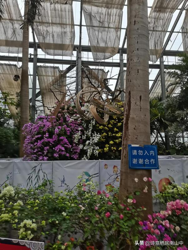 寒冬花展一一植物園百花爭迎春