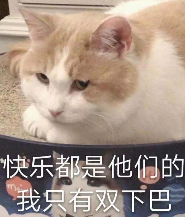 動物表情包