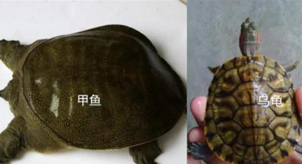 民間故事：男子河邊放生烏龜，大婚之夜烏龜託夢：上床睡覺別脫鞋