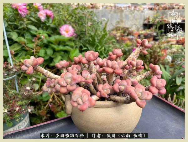 正是花好月圓時，再訪楊姐的屋頂花園