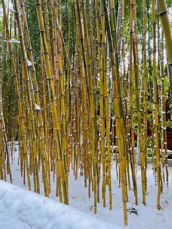 門城一夜雪，萬山披銀裝！