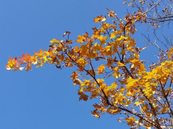 秋日不可辜負,北京園博園的碧雲天黃葉地 秋日不可辜負,北京園博園的碧雲天黃葉地