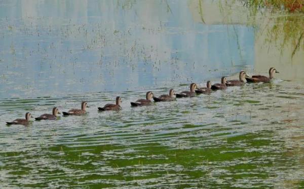 我與斑嘴鴨的情緣