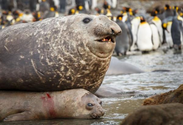 25張罕見的動物照片：折斷脖子的長頸鹿，會噴粉色墨汁的海兔
