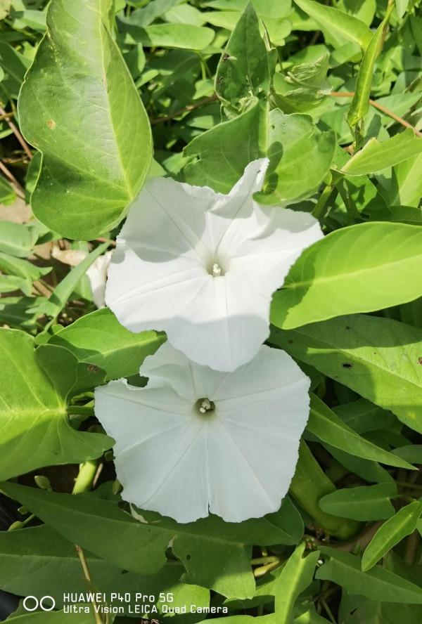 見過空心菜開的花嗎？