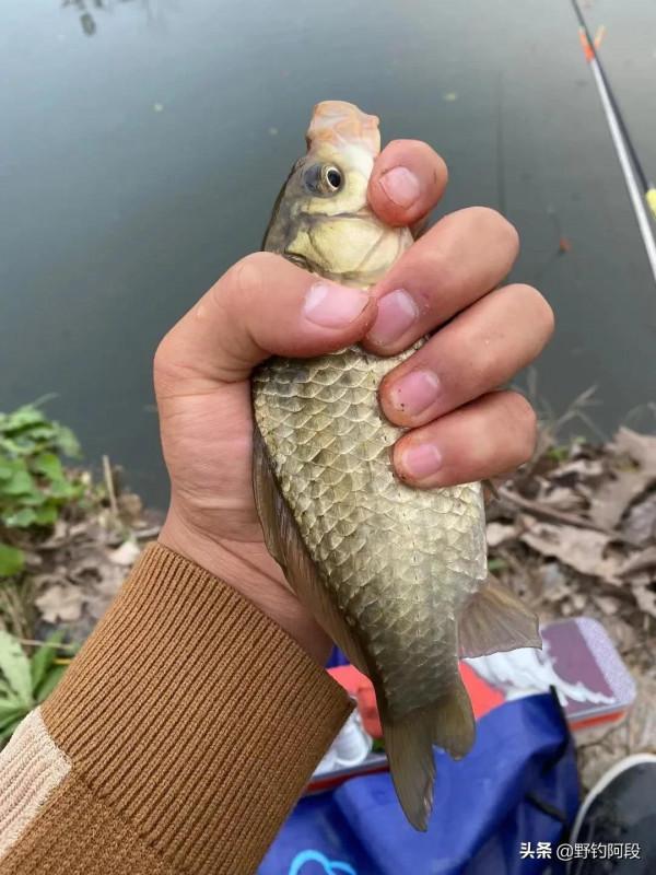 野釣中不常見但是又非常實用的小技巧 野釣中不常見但是又非常實用的小技巧