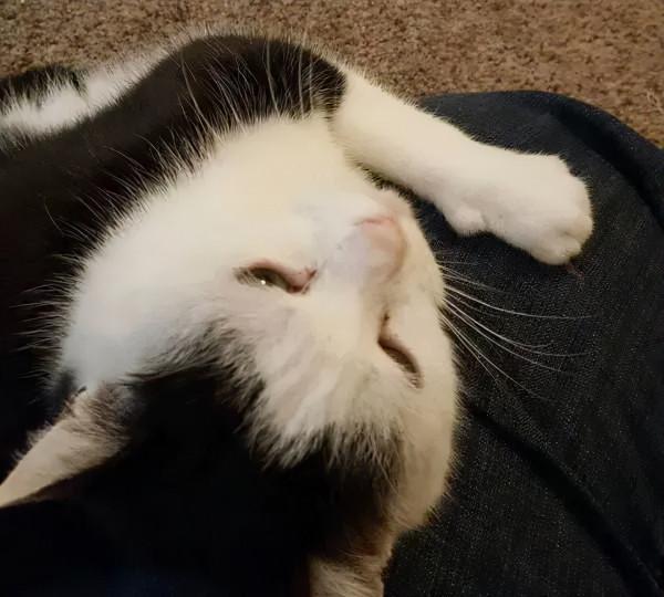 如何搞定世界上最壞的貓咪？這對鏟屎官給出了自己的答案