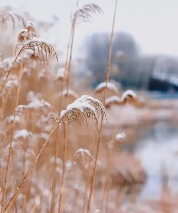 北京這些地方，蘆葦美成了冬日風景畫